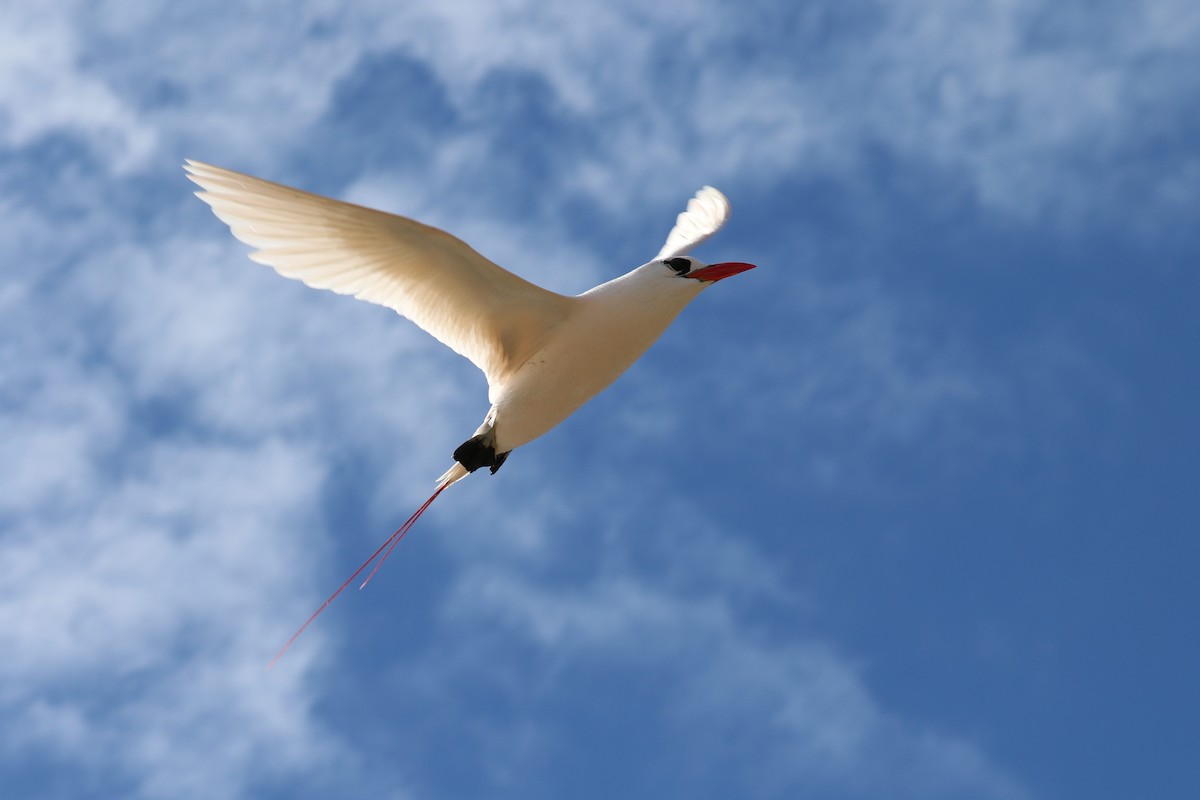 Red-tailed Tropicbird - Vincent Ward - Birding Africa