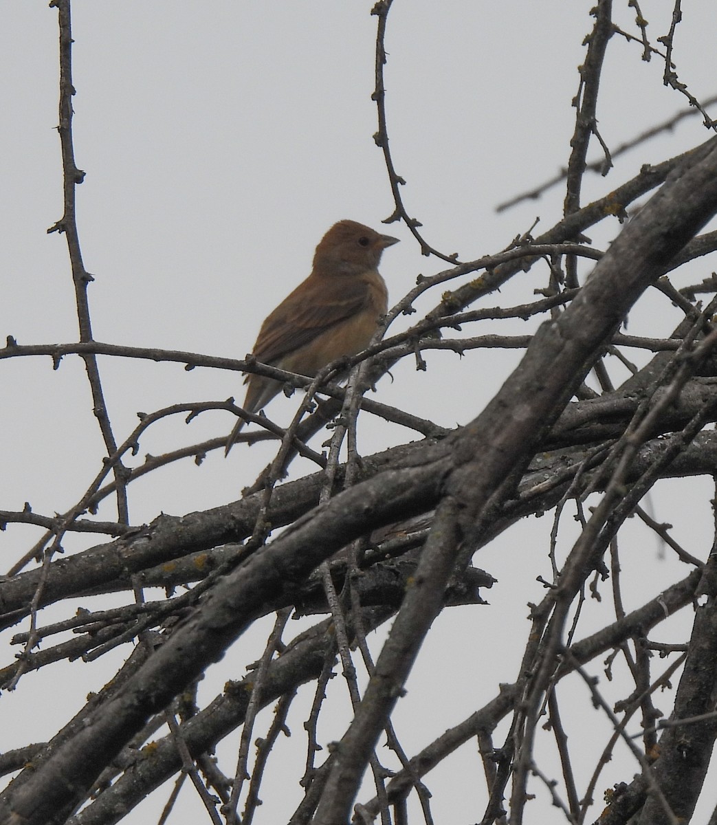 Indigo Bunting - ML618703512