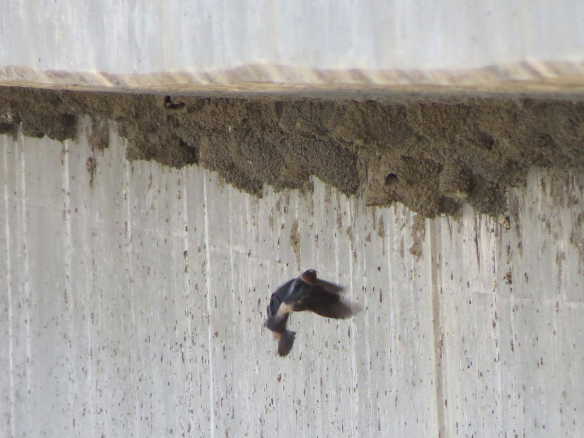 Cliff Swallow - ML618703554