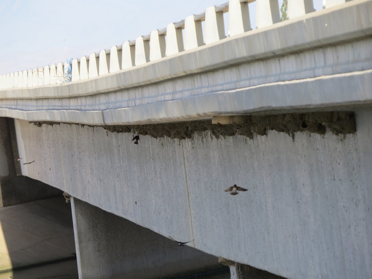 Cliff Swallow - GLORIA GWYNNE