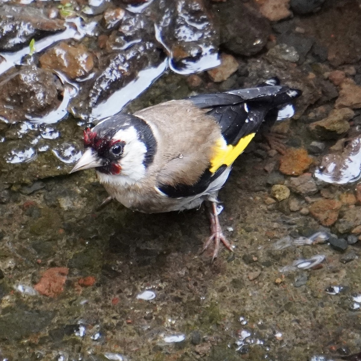 European Goldfinch - ML618703628