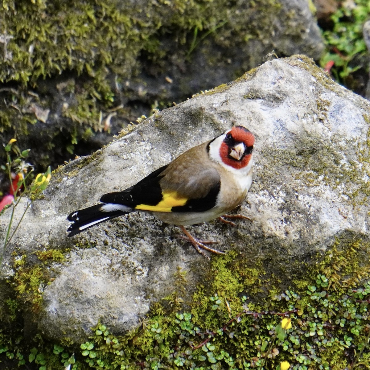 European Goldfinch - ML618703629