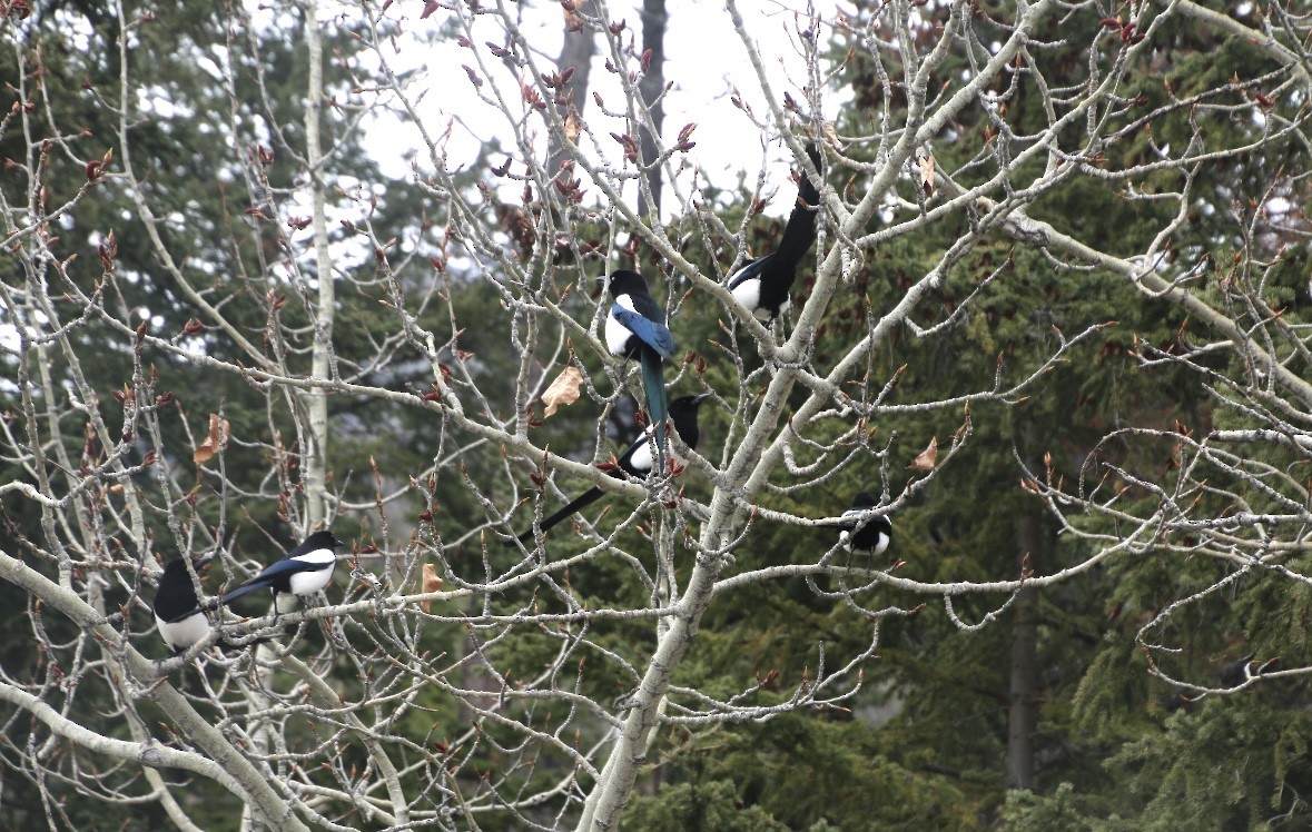 Black-billed Magpie - ML618703655