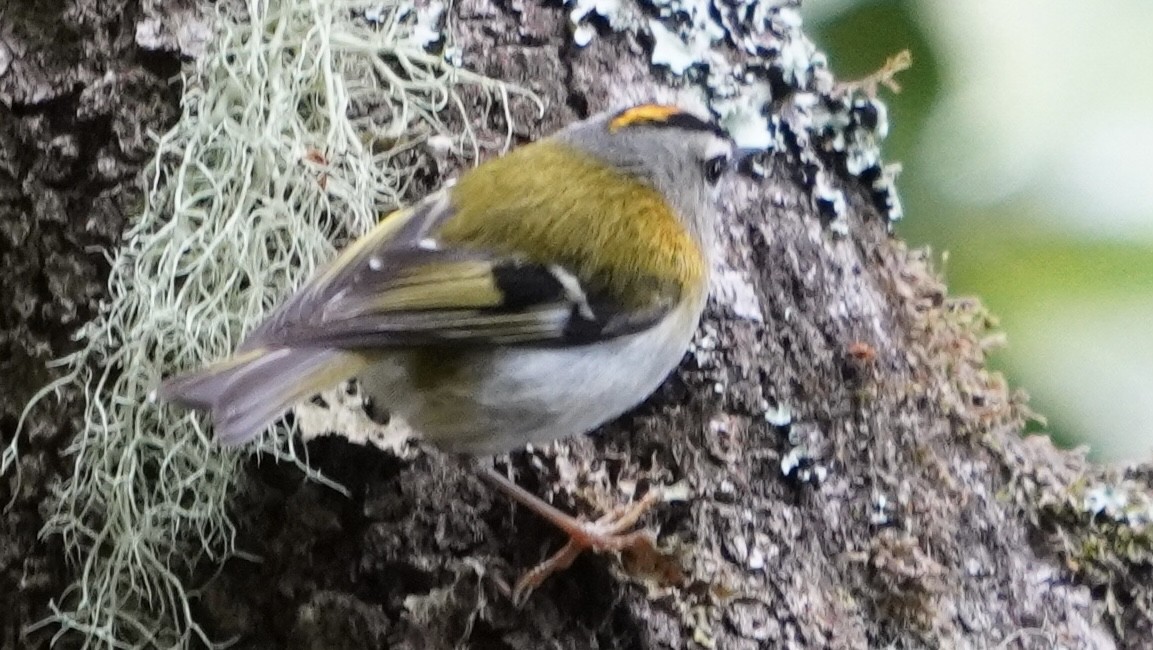 Madeira Firecrest - Jack Tordoff