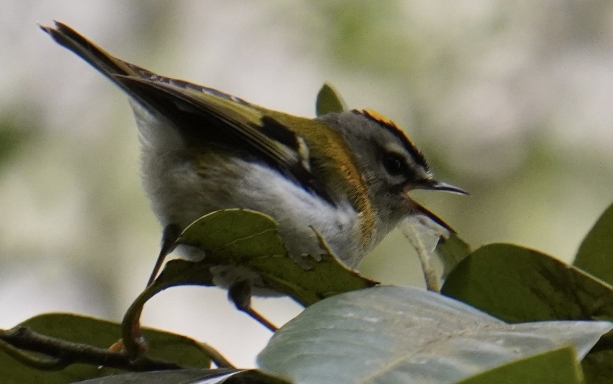 Madeira Firecrest - ML618703657