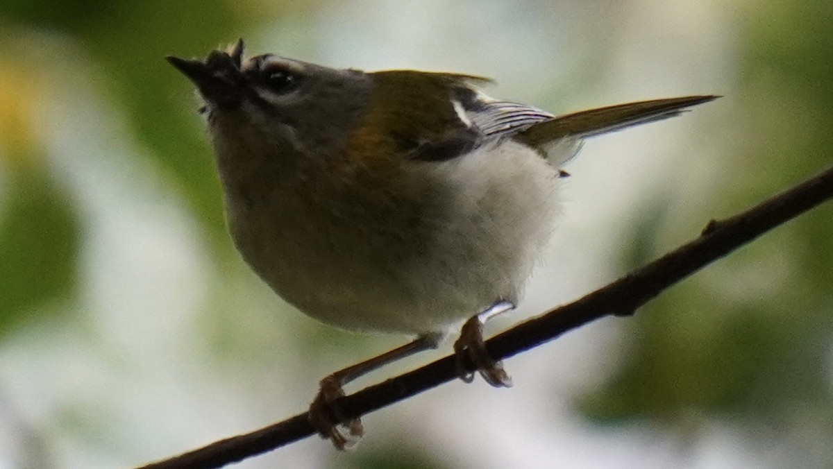 Madeira Firecrest - Jack Tordoff