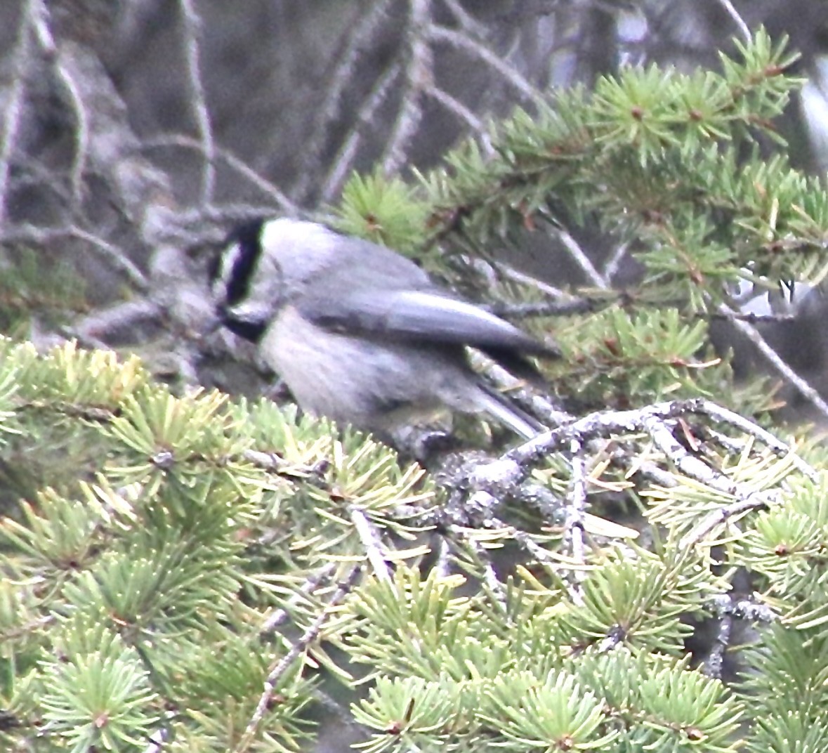 Mountain Chickadee - ML618703661