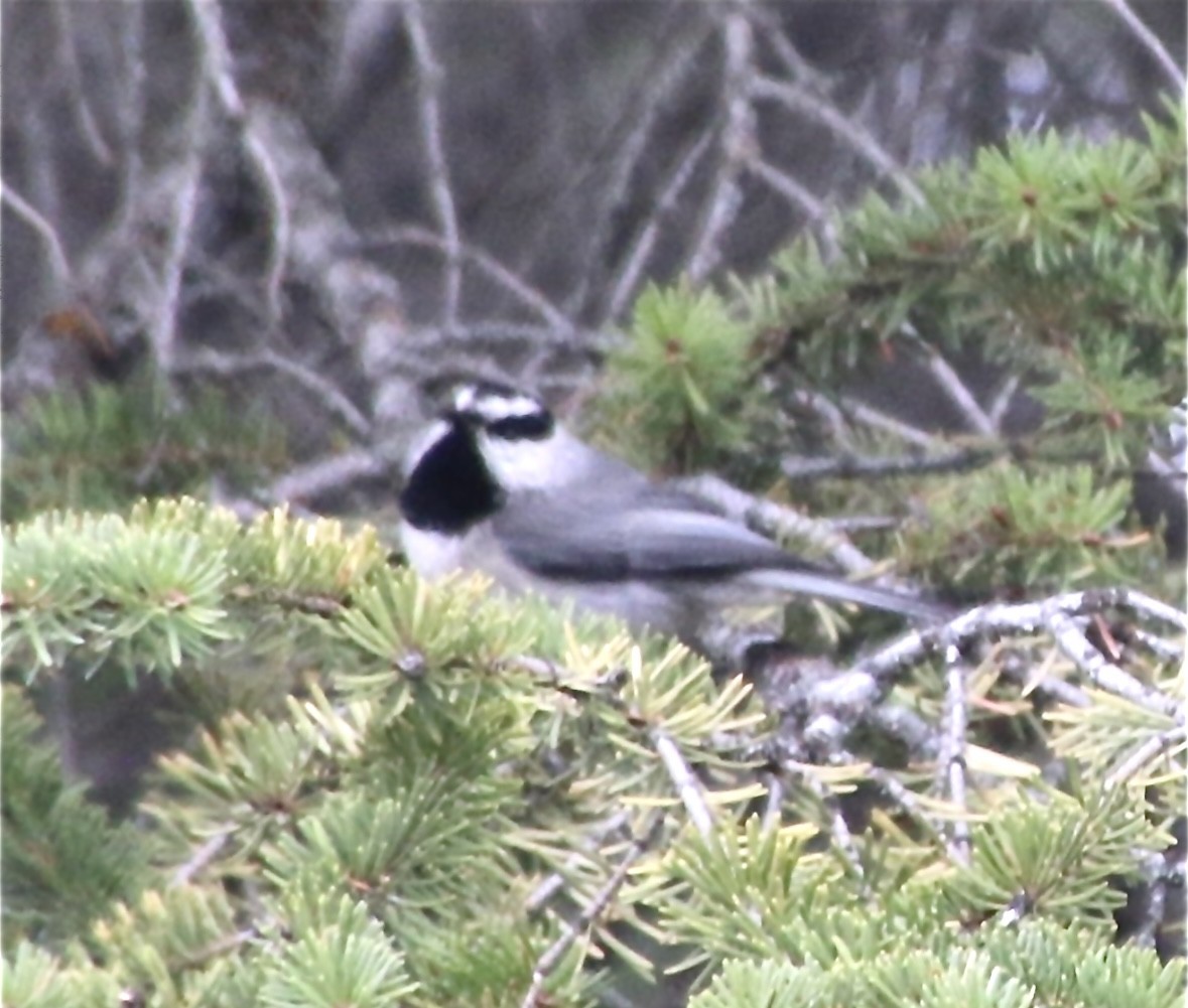 Mountain Chickadee - ML618703662