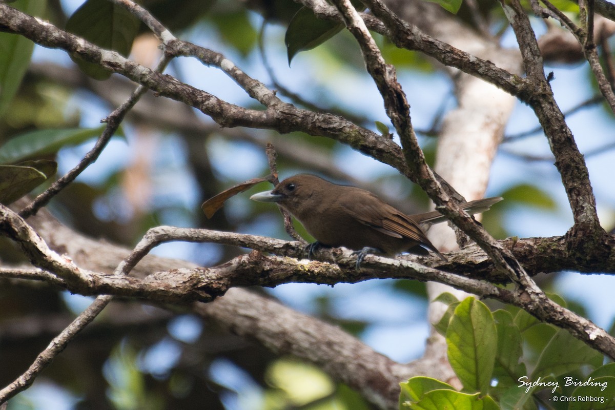 Southern Shrikebill - ML618703699