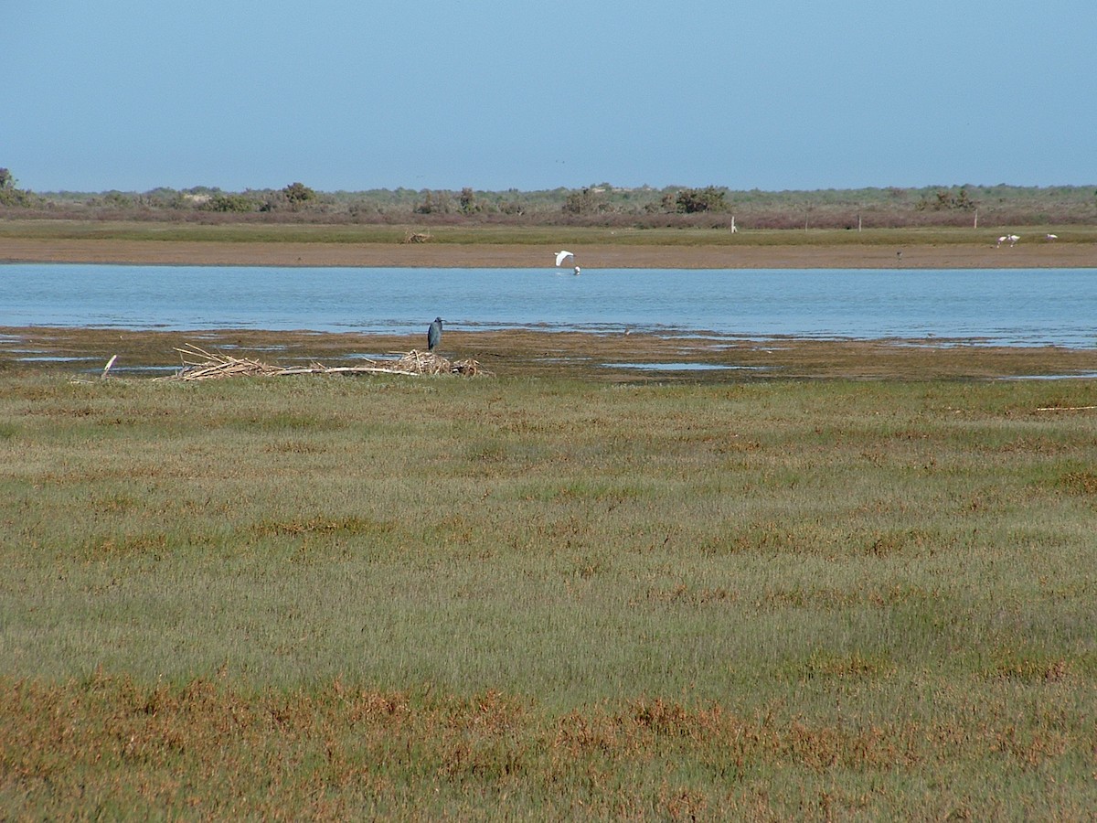 Little Blue Heron - ML618703700
