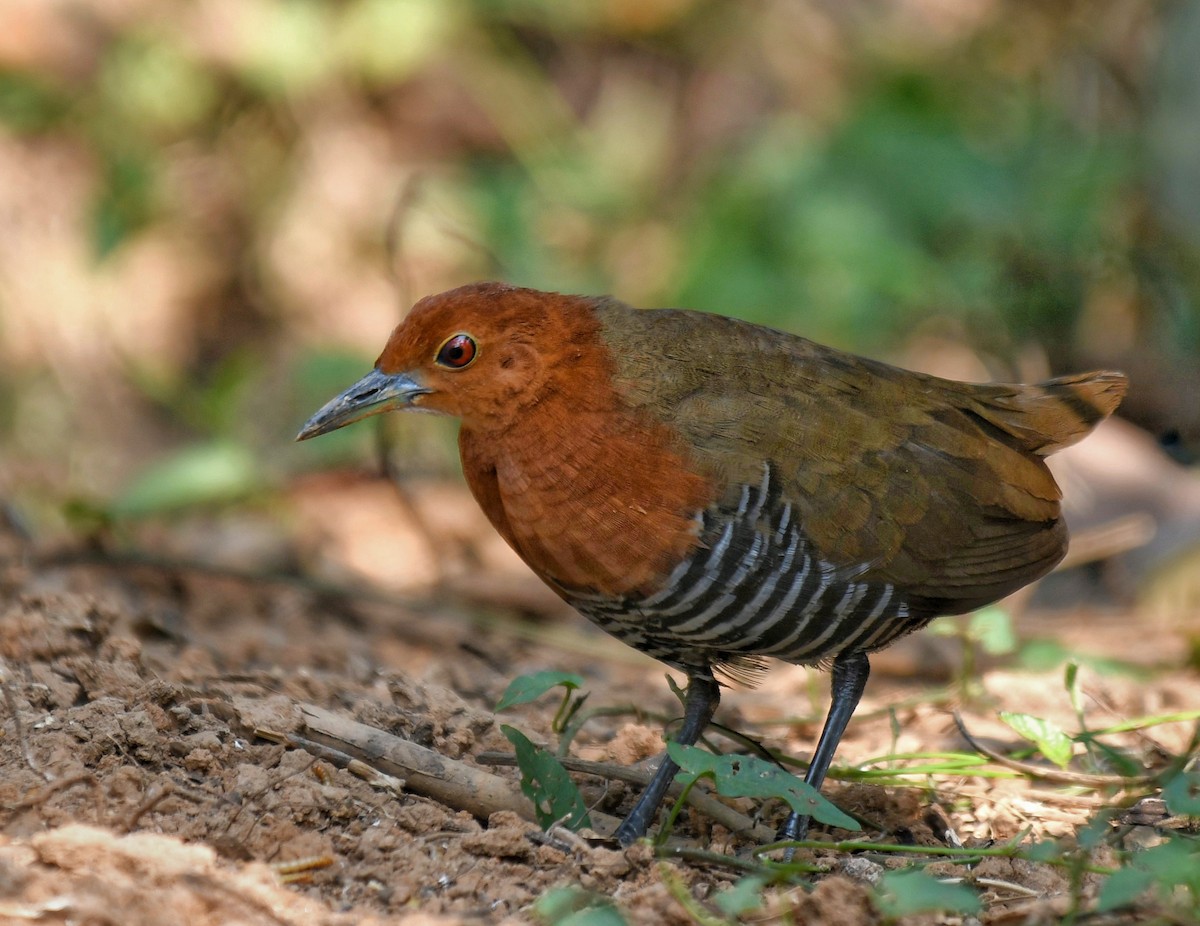 Slaty-legged Crake - ML618703762