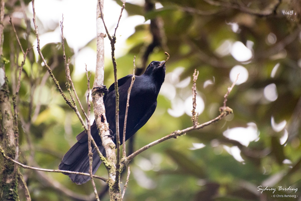 Corbeau calédonien - ML618703807