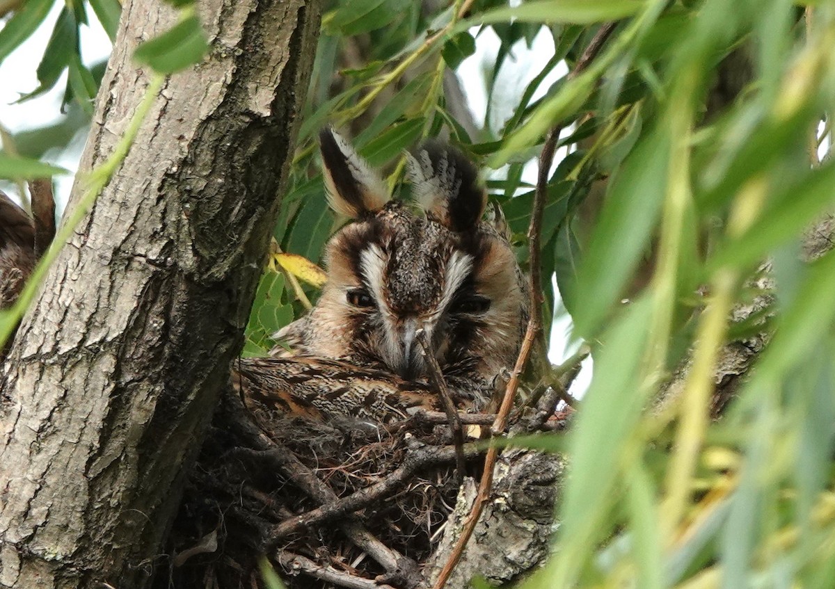 Long-eared Owl - Martin Pitt