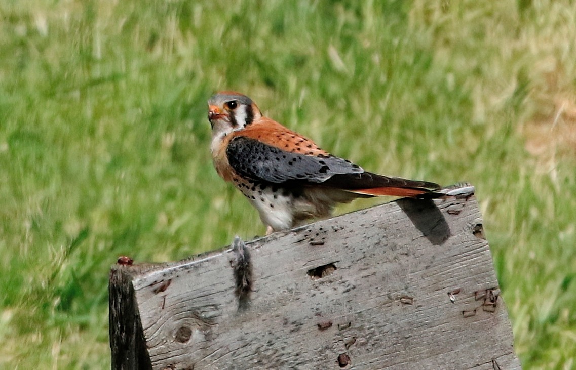 American Kestrel - ML618703849