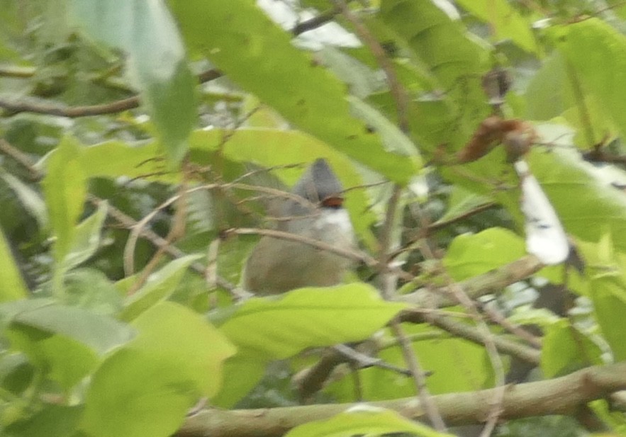 Black-chinned Yuhina - Jean-Paul Boerekamps