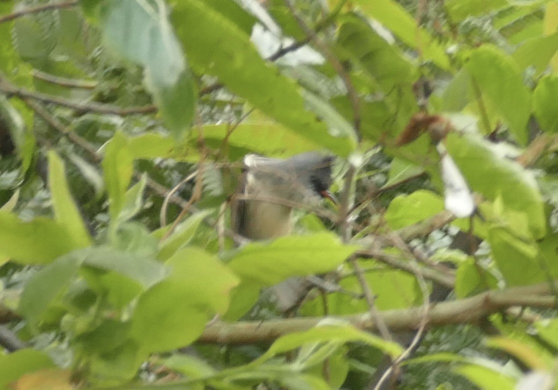 Black-chinned Yuhina - Jean-Paul Boerekamps