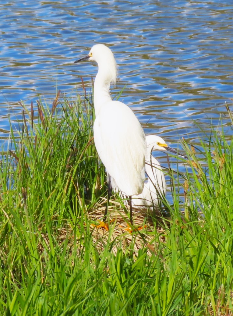 Snowy Egret - ML618703863