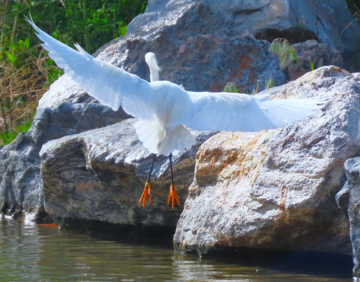 Snowy Egret - ML618703864