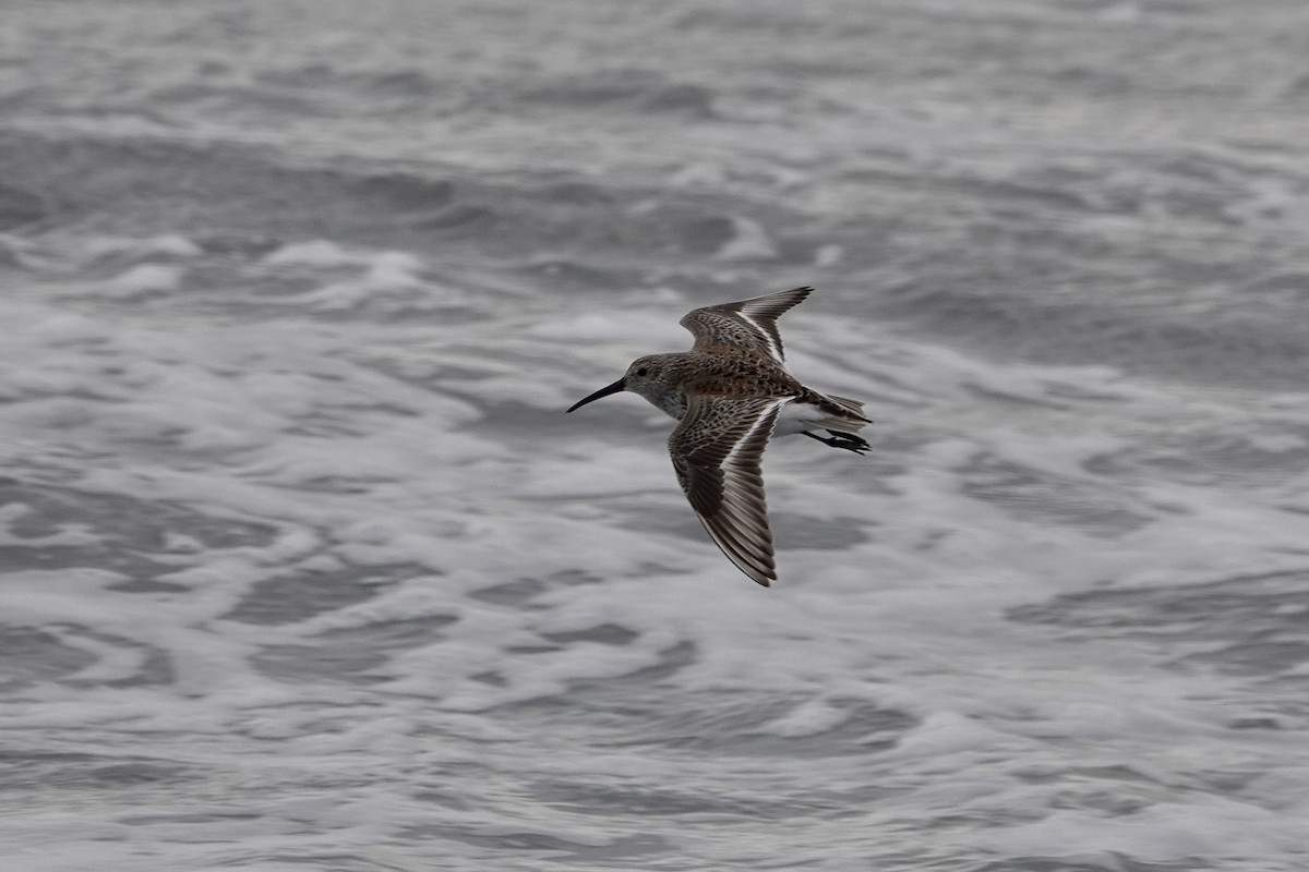 Dunlin - ML618703867