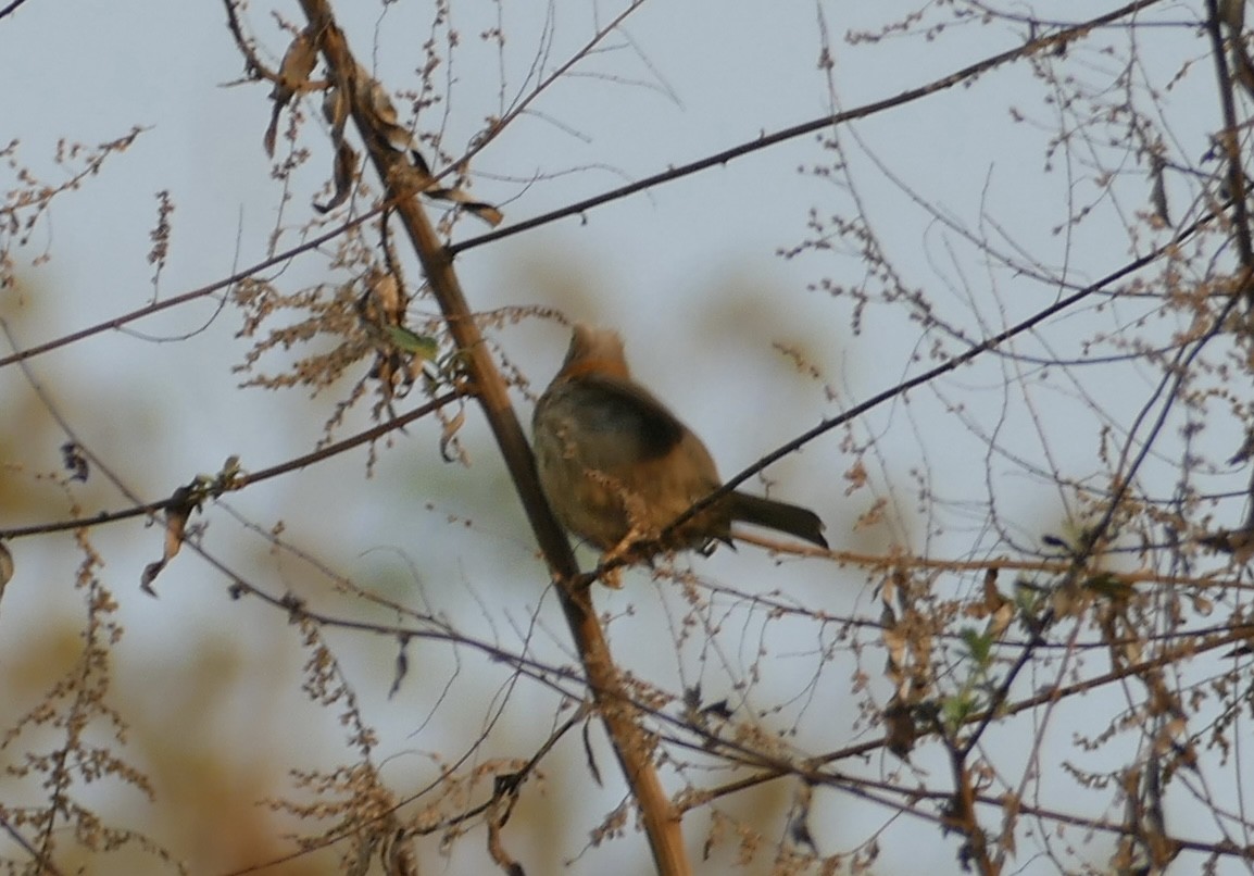 Whiskered Yuhina - Jean-Paul Boerekamps