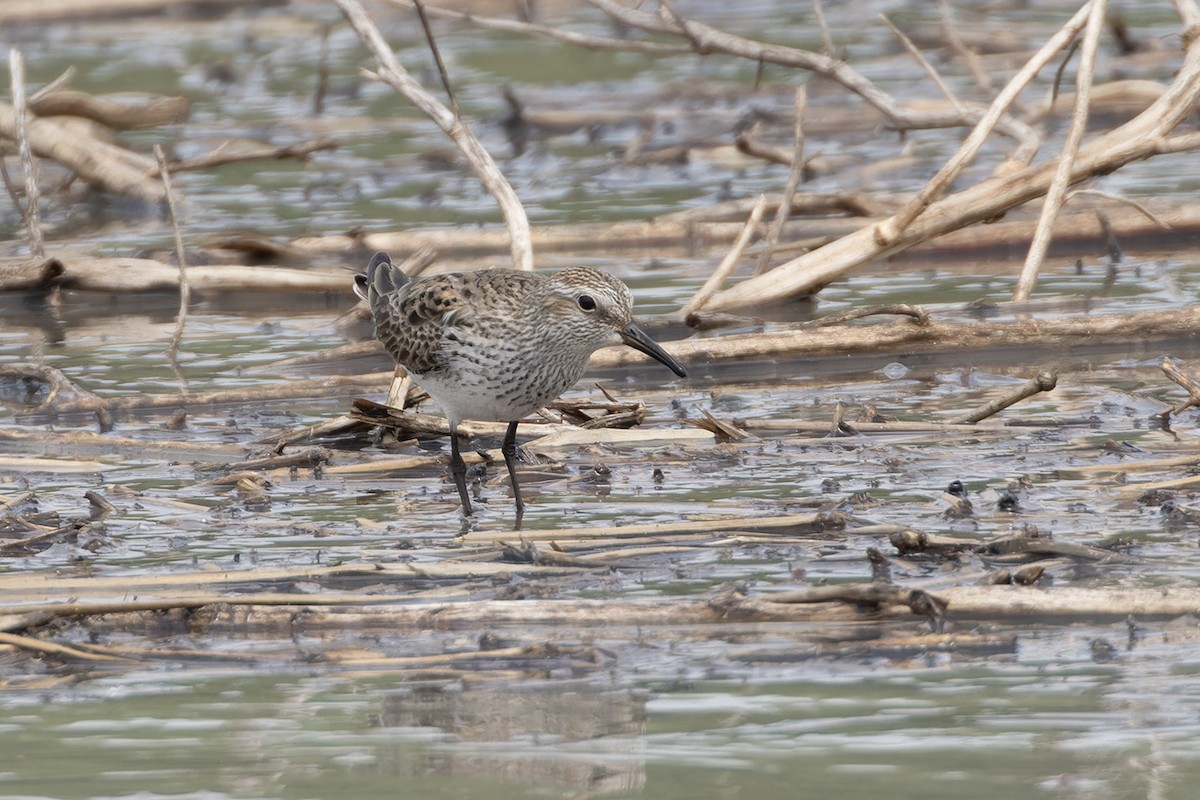 White-rumped Sandpiper - ML618703876