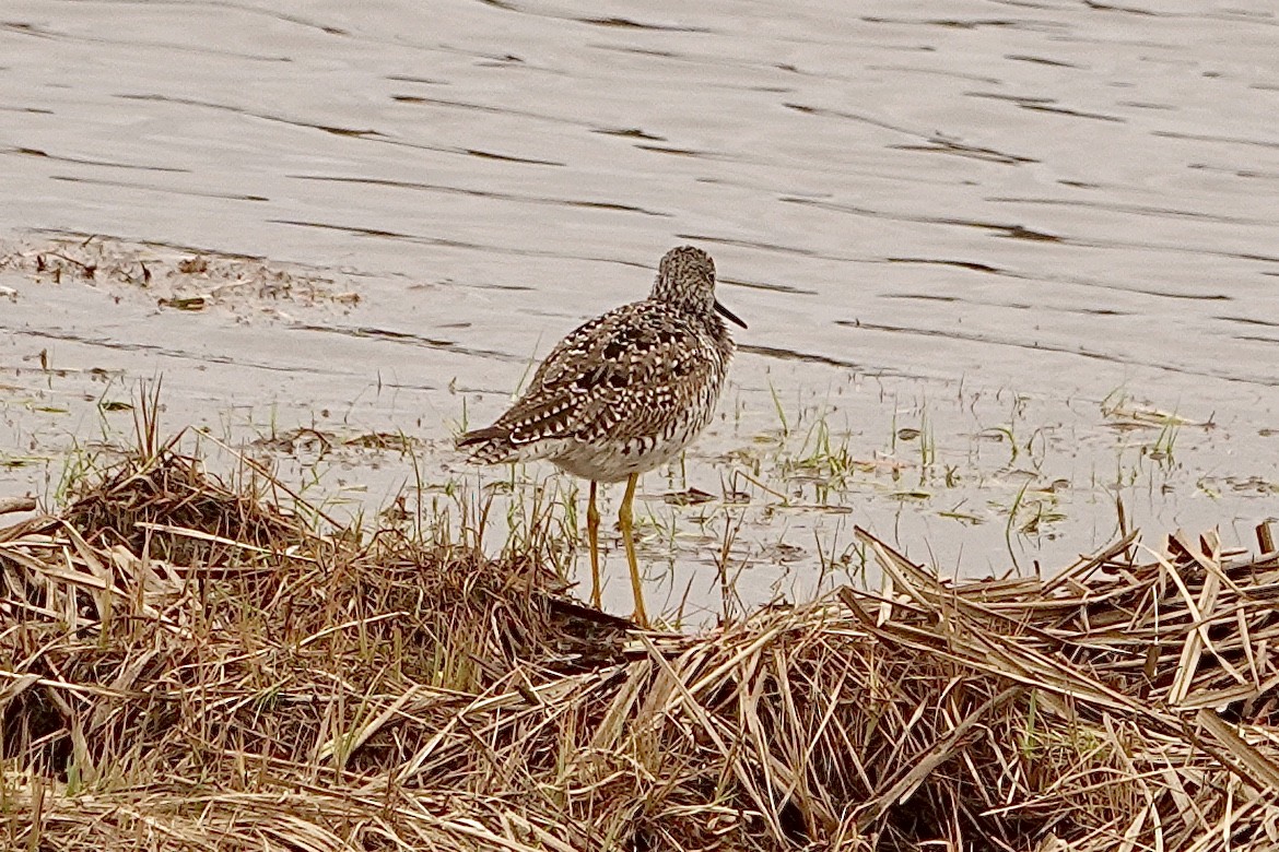 Greater Yellowlegs - ML618703895