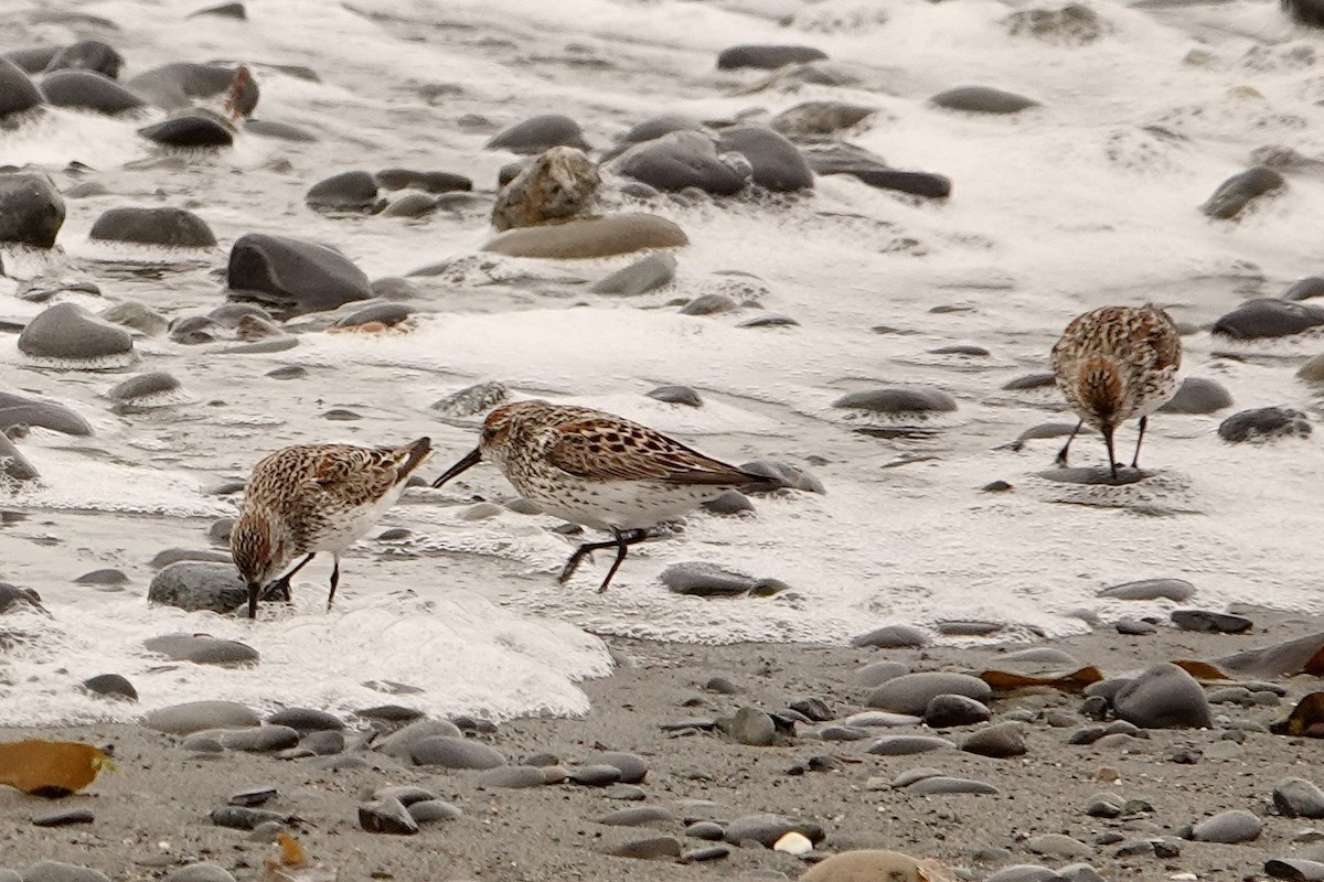 Bergstrandläufer - ML618703913