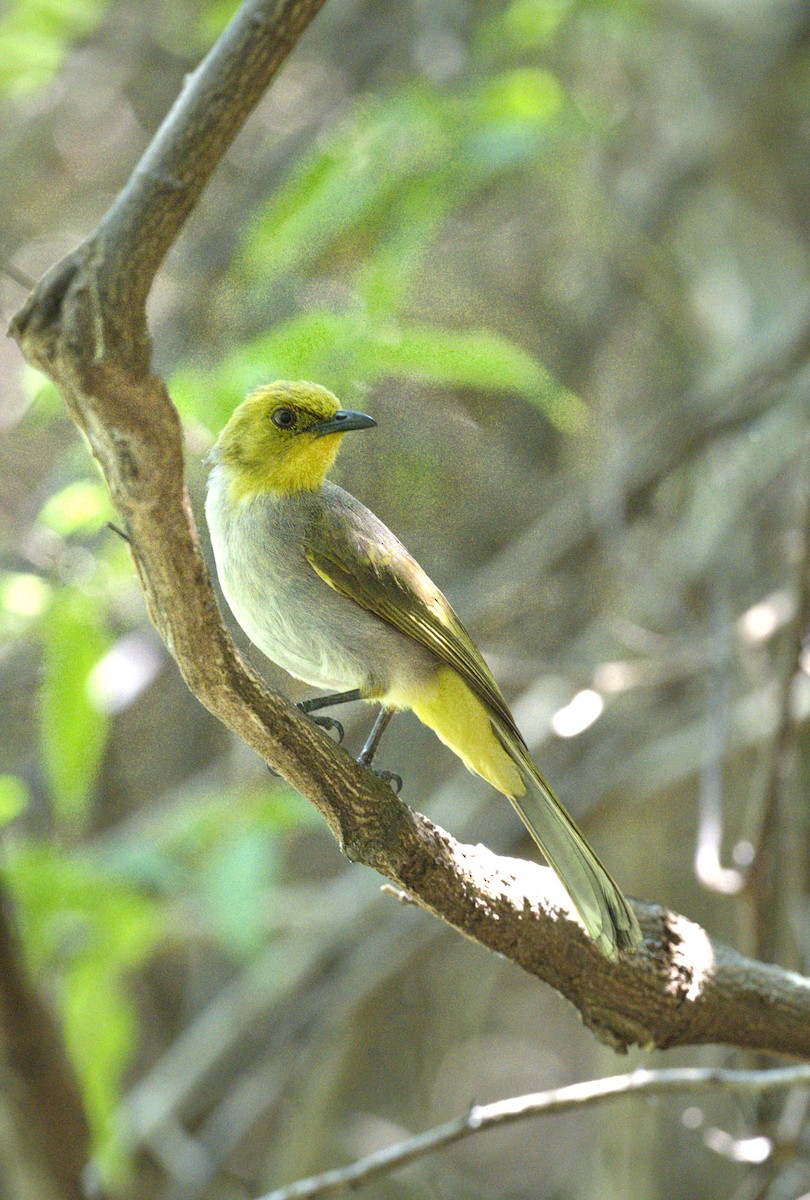 Yellow-throated Bulbul - Renuka Vijayaraghavan