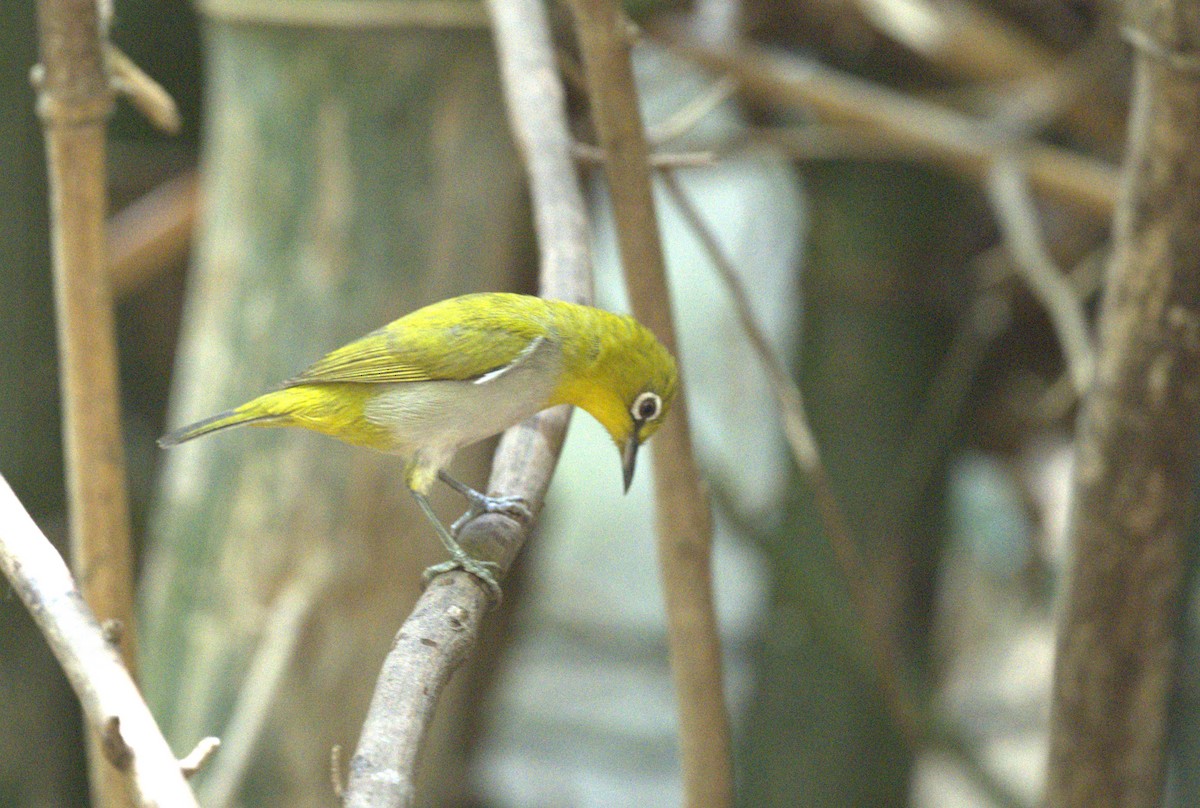 Indian White-eye - ML618703946