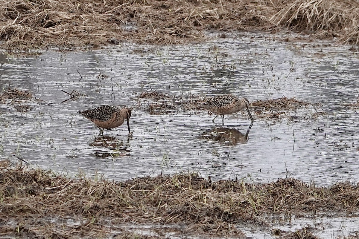 Long-billed Dowitcher - Megan ONeill