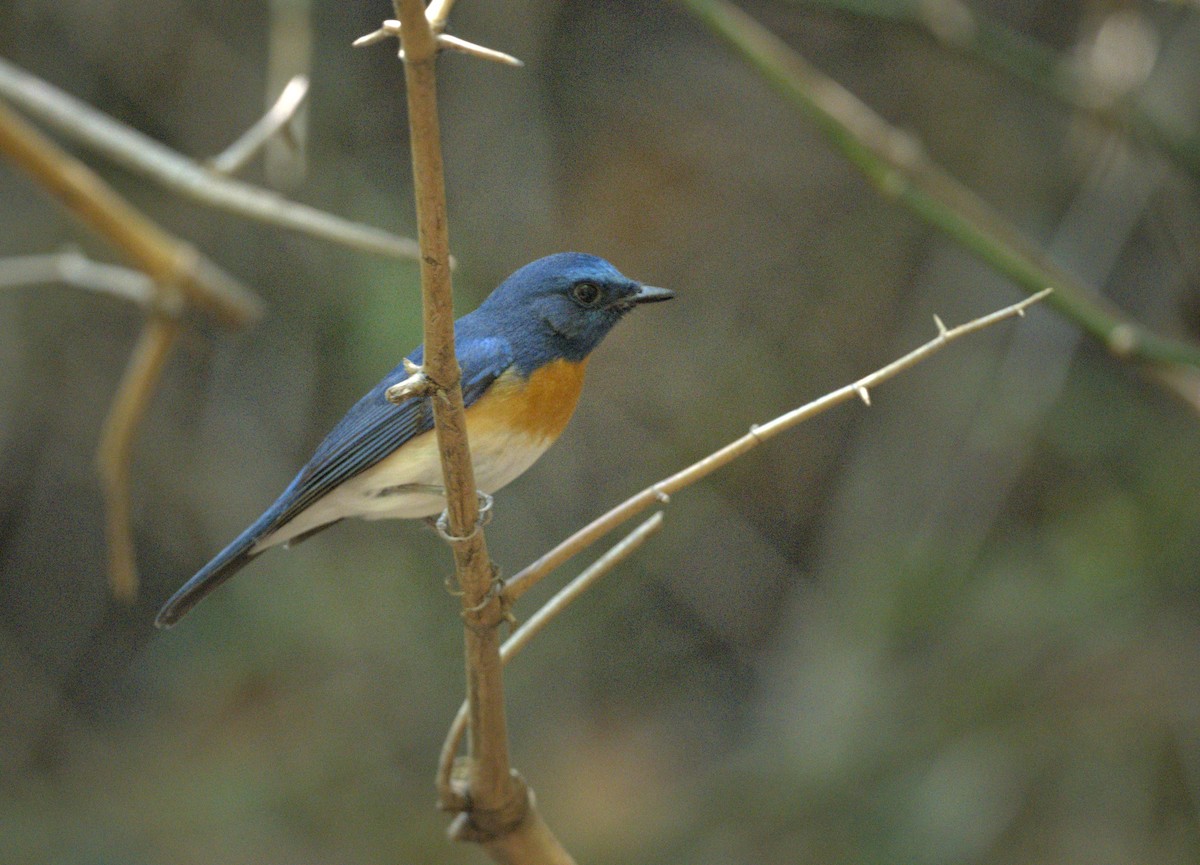 Blue-throated Flycatcher - ML618703954