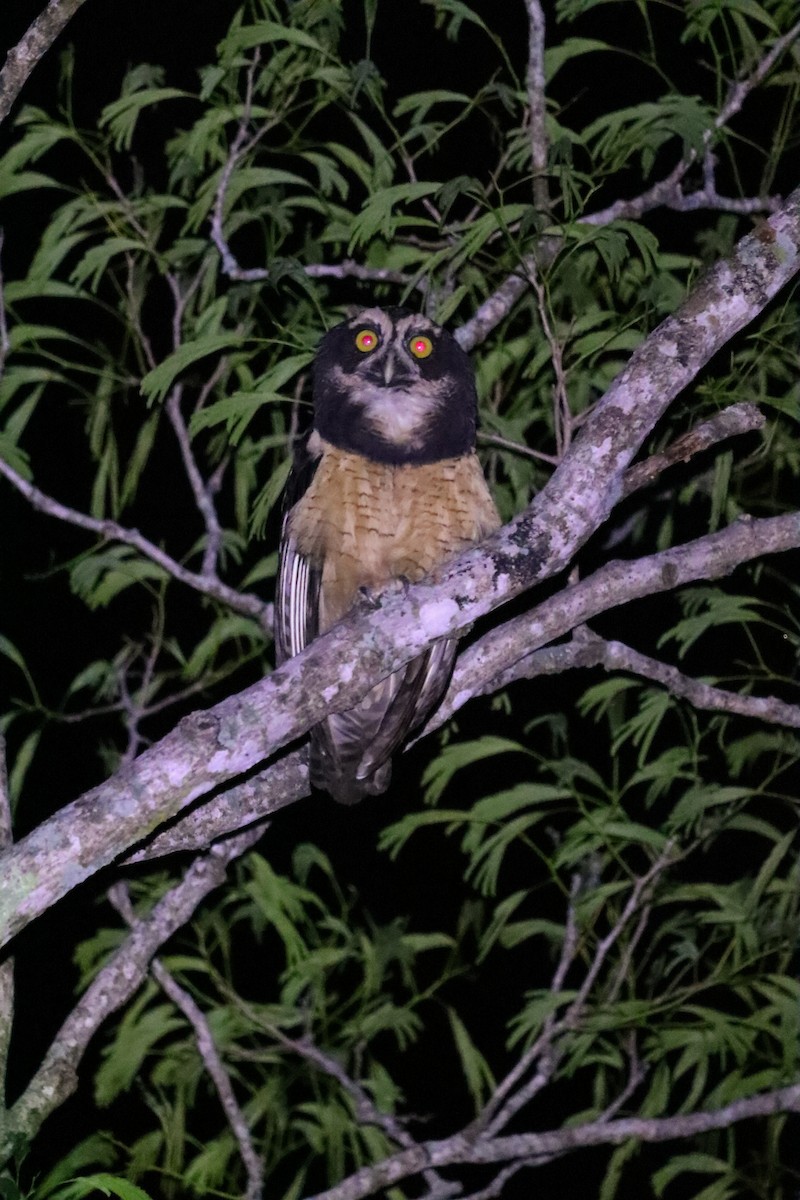 Spectacled Owl - Freddy Herrera