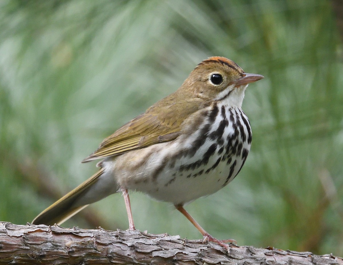 Ovenbird - Margaret Hough