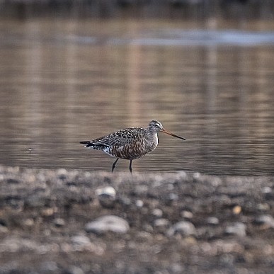 Hudsonian Godwit - ML618704042