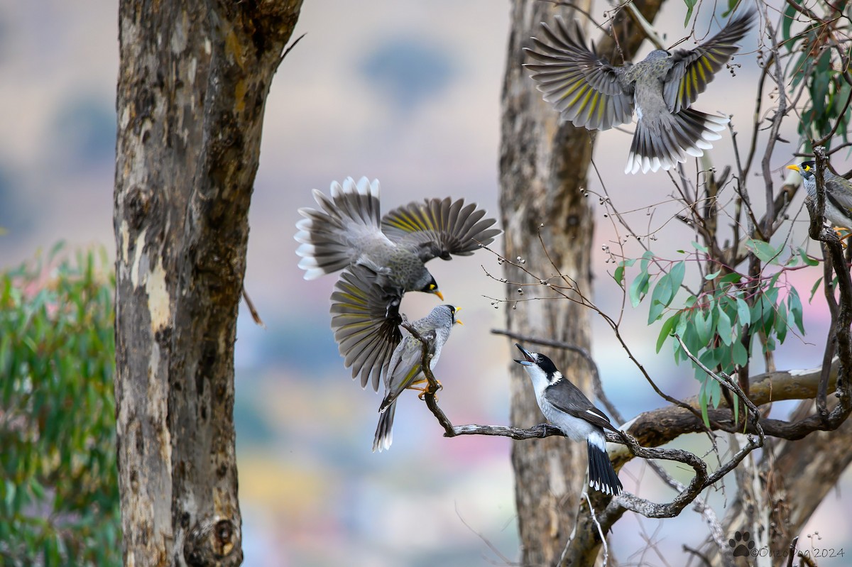 Gray Butcherbird - ML618704066