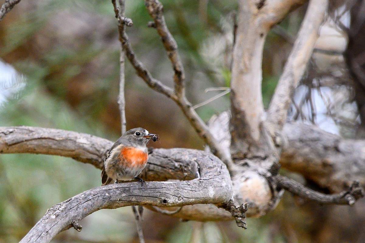 Scarlet Robin - ML618704071