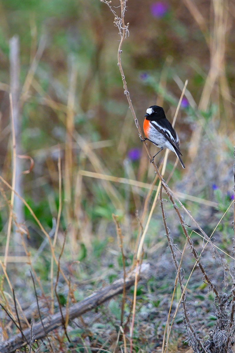 Scarlet Robin - ML618704074