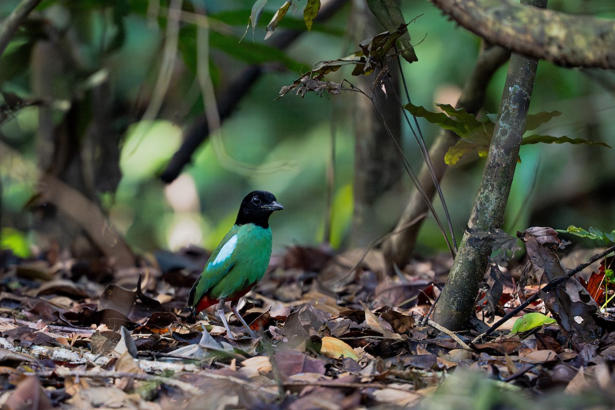 Western Hooded Pitta (Sunda) - ML618704076