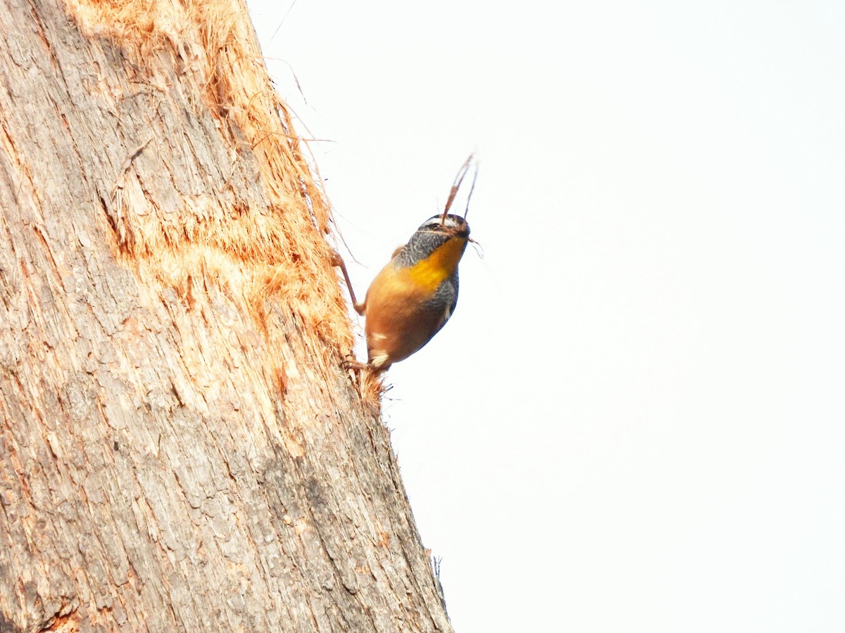 Spotted Pardalote - ML618704092