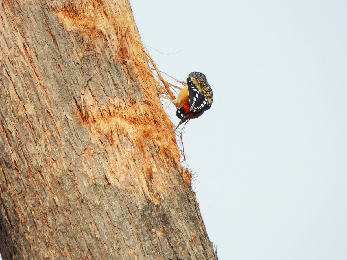Spotted Pardalote - ML618704093