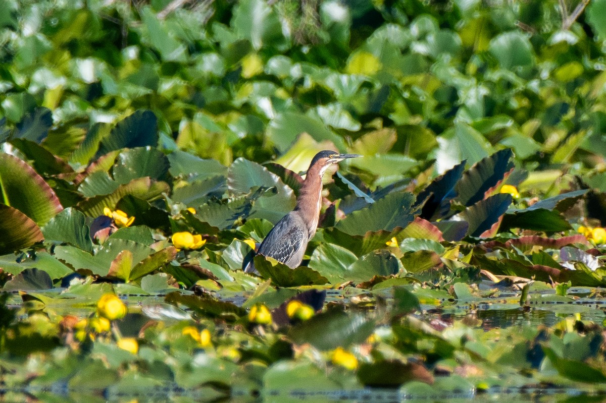 Green Heron - ML618704104