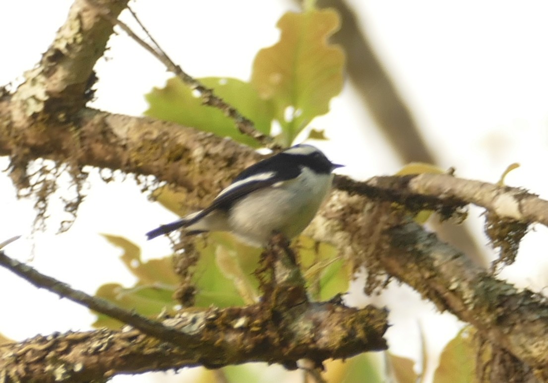 Little Pied Flycatcher - Jean-Paul Boerekamps