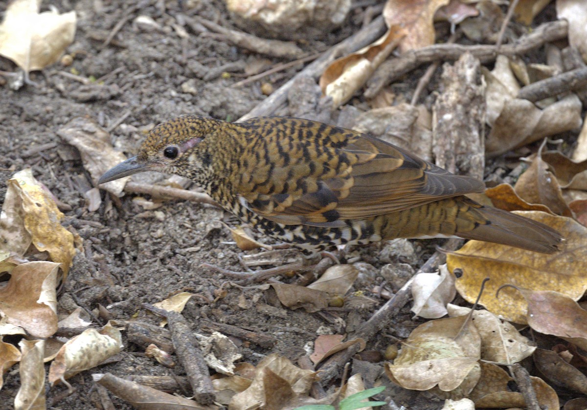 Nilgiri Thrush - ML618704131