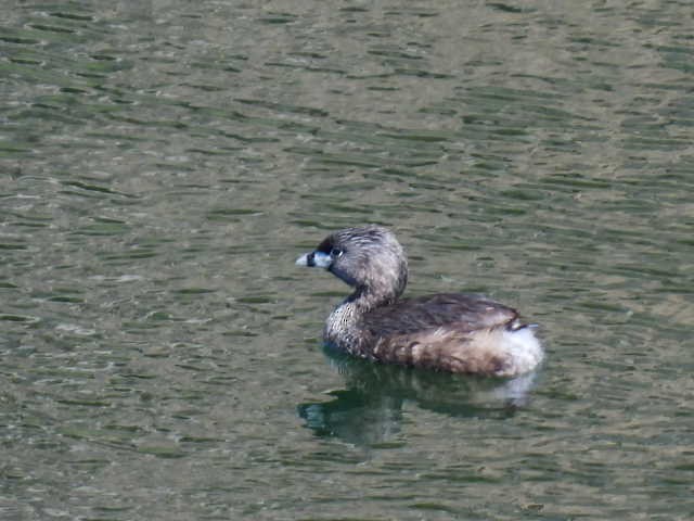 Pied-billed Grebe - ML618704140