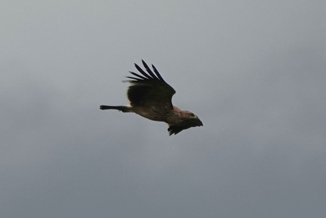 Imperial Eagle - Martin Pitt