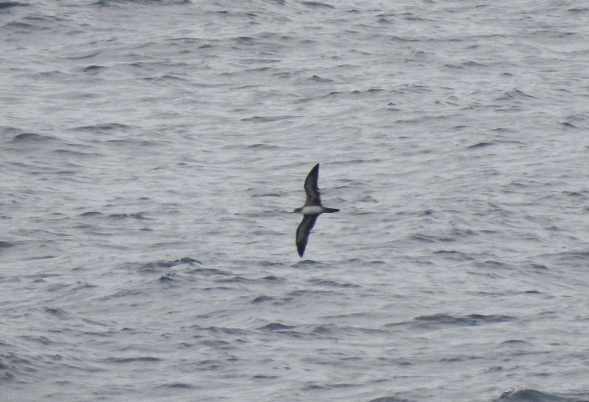 Wedge-tailed Shearwater - ML618704206