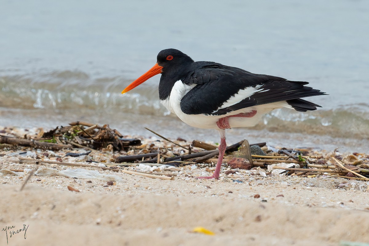 Eurasian Oystercatcher - ML618704216