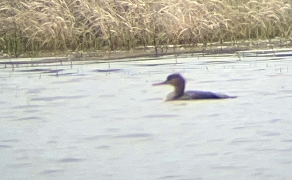 Red-breasted Merganser - Alexander Sowers