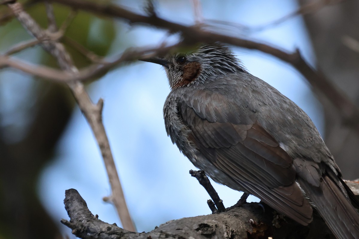 Bulbul Orejipardo - ML618704296