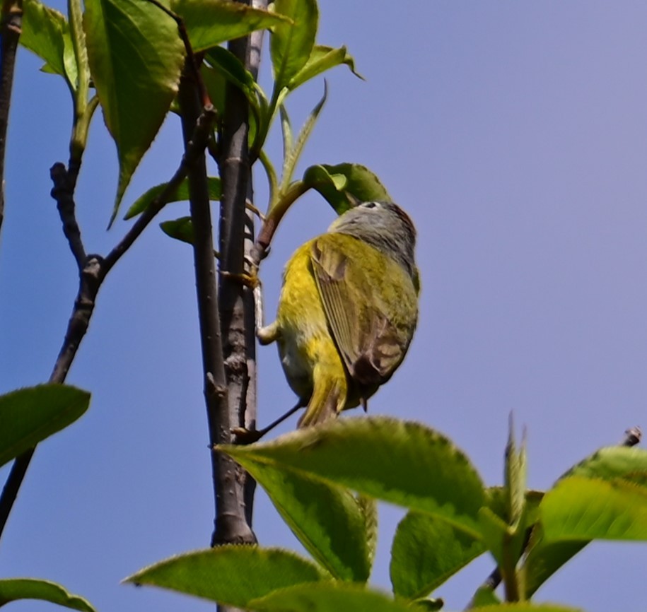 Nashville Warbler - Nicolle and H-Boon Lee